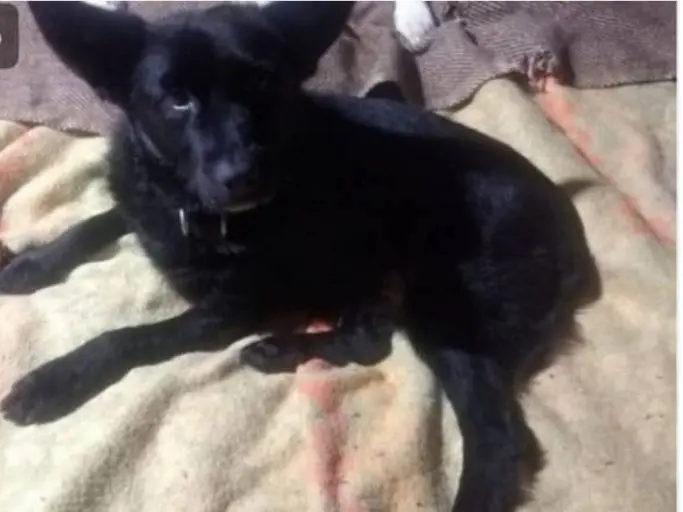 Adozione cane, maschio, Razza sconosciuta Razza sconosciuta, 6 anni e 10 mesi, taglia piccola, Alessandria
