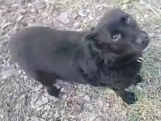 Adotta un cane, taglia piccola, maschio, Alessandria