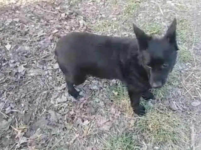 Adotta un cane, maschio, 6 anni e 10 mesi, Alessandria