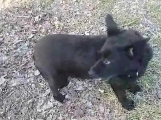Vuoi adottare un cane a Alessandria?