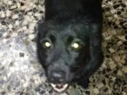 Adotta il cane Lucky nero  a Alessandria