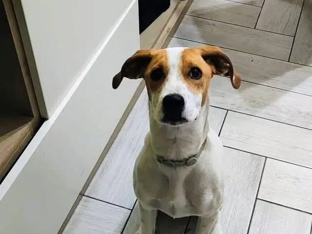 Adozione cane, femmina, Razza sconosciuta Razza sconosciuta, 11 mesi, taglia media, Salerno