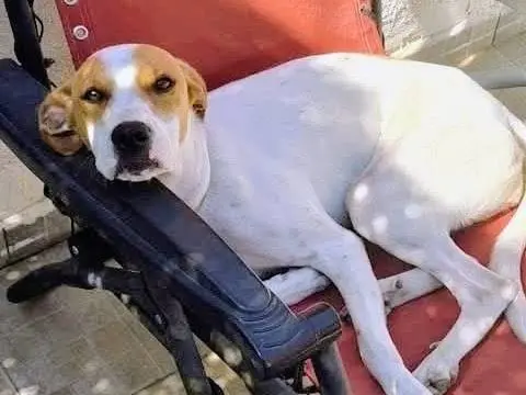 Adotta un cane, taglia media, femmina, Salerno