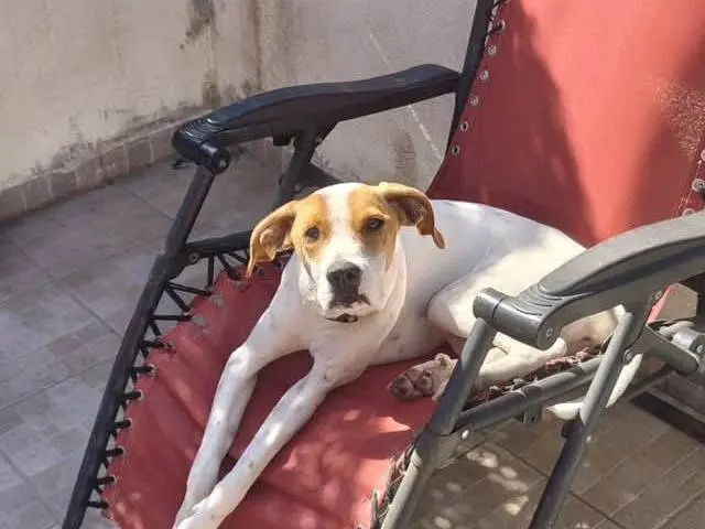 Adotta il cane IVY a Salerno