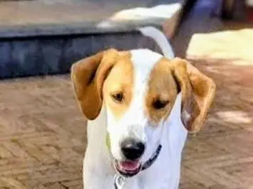Vuoi adottare un cane a Salerno?