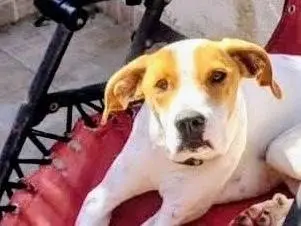 Adotta un cane, femmina, 11 mesi, Salerno
