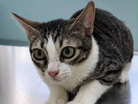 Adozione gatto, maschio, Razza sconosciuta Razza sconosciuta, 8 mesi, taglia non valida, Milano
