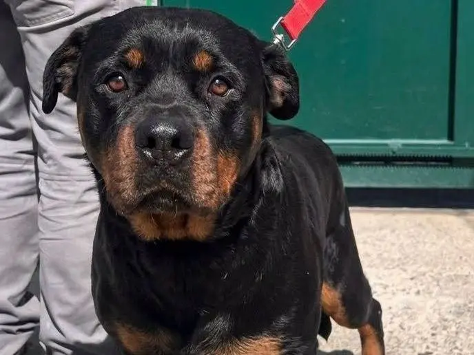 Adozione cane, femmina, Rottweiler Razza sconosciuta, 6 anni e 4 mesi, taglia media, Crotone