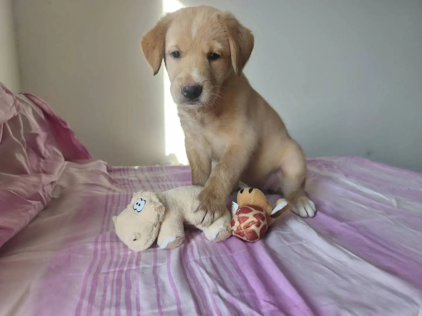 Adozione cane, femmina, Razza sconosciuta Razza sconosciuta, 5 mesi, taglia media, Cagliari