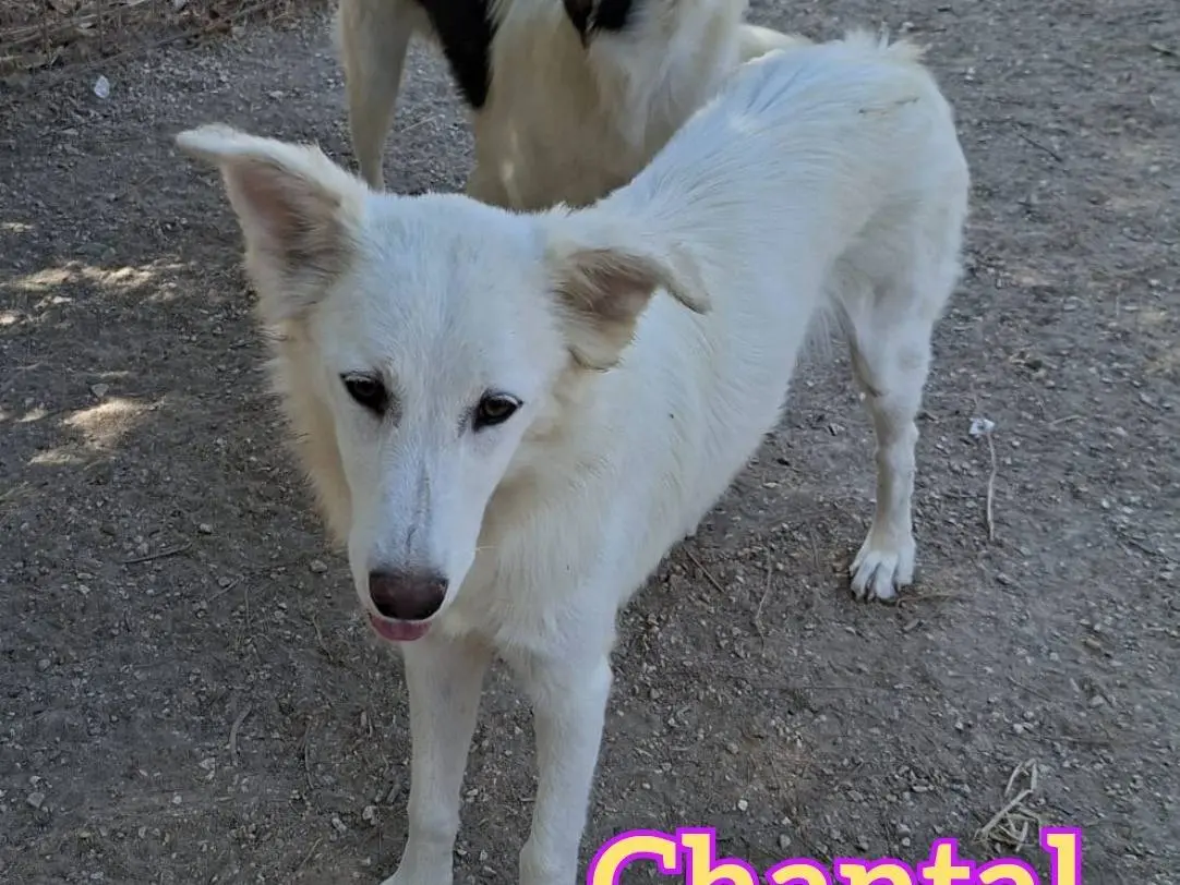 Adozione cane, femmina, Razza sconosciuta Razza sconosciuta, 7 mesi, taglia media, Viterbo