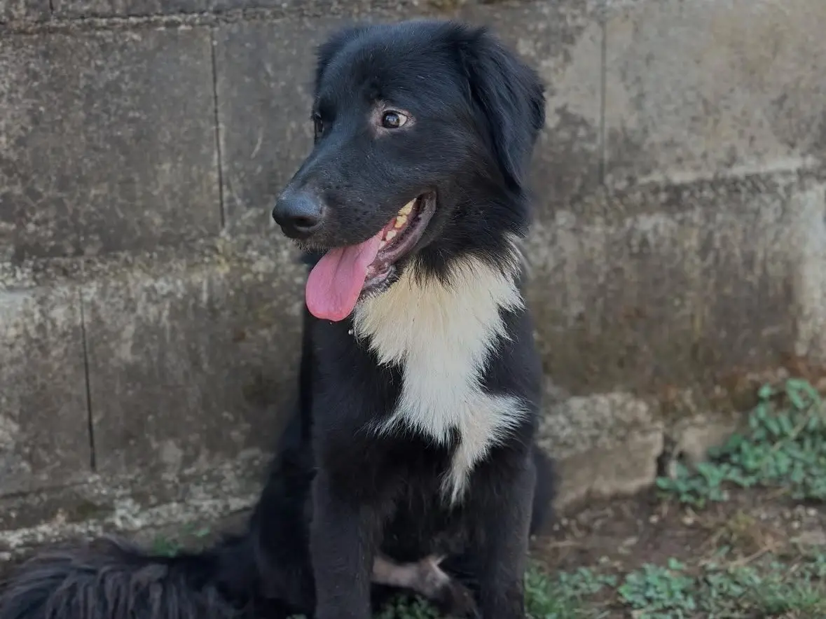 Adotta un cane, maschio, 3 anni e 3 mesi, Frosinone