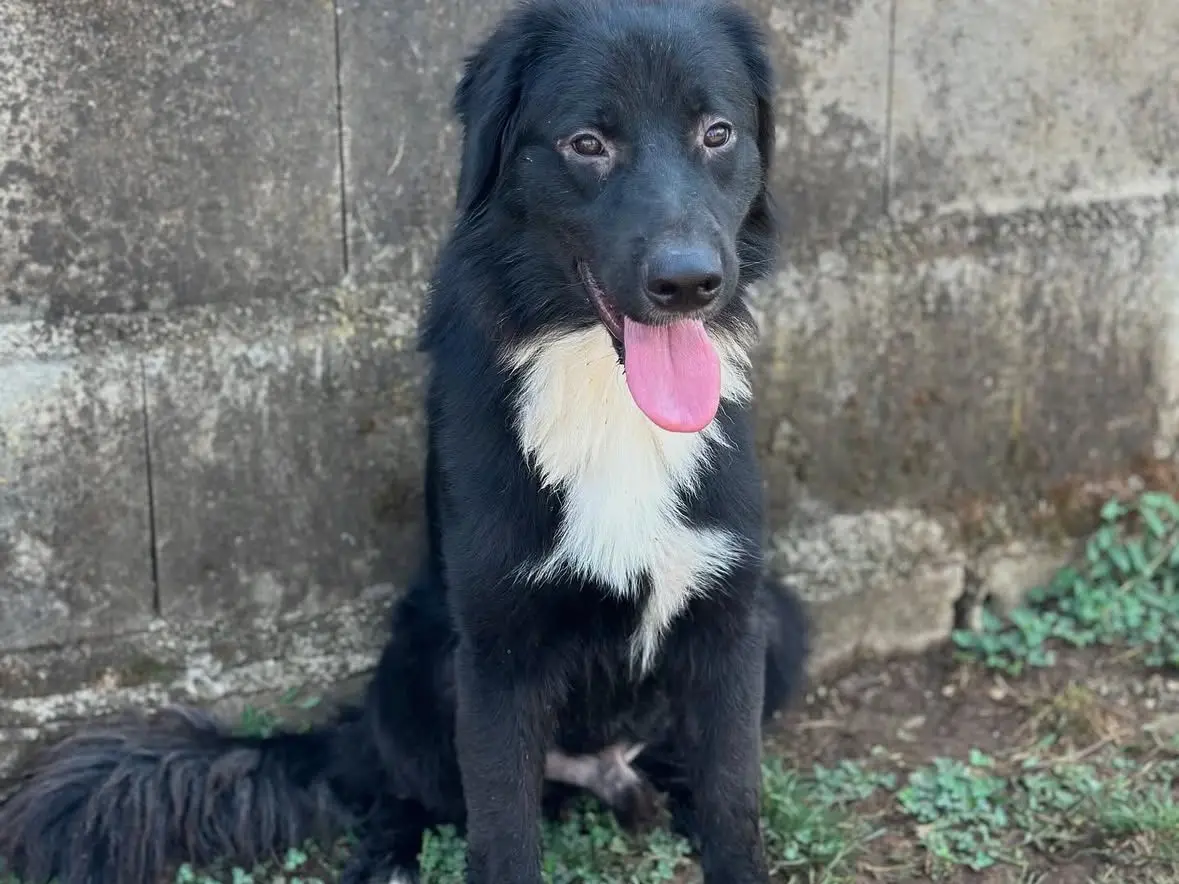 Adozione cane, maschio, Razza sconosciuta Razza sconosciuta, 3 anni e 3 mesi, taglia media, Frosinone