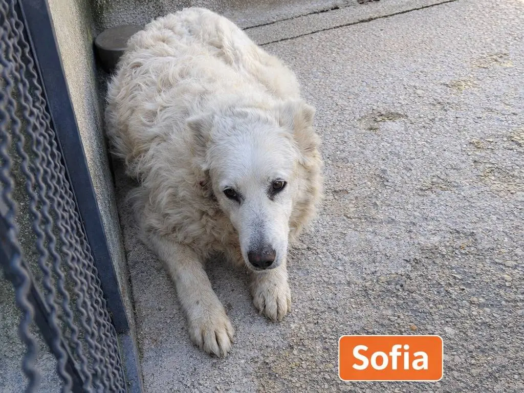 Foto 2 dell'animale