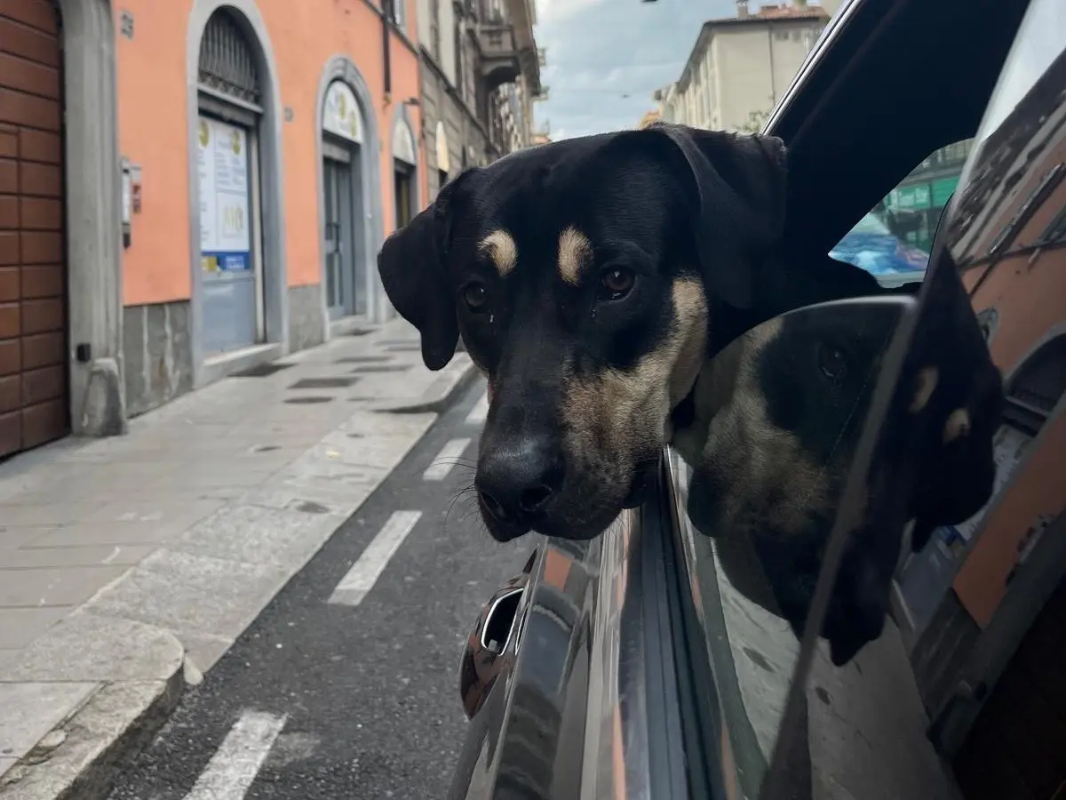 Adotta un cane, maschio, 2 anni e 10 mesi, Bergamo