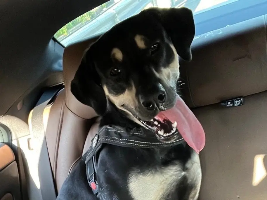 Adozione cane, maschio, Razza sconosciuta Razza sconosciuta, 2 anni e 10 mesi, taglia grande, Bergamo