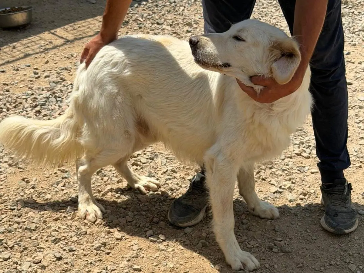 Adotta un cane, taglia grande, maschio, Sassari