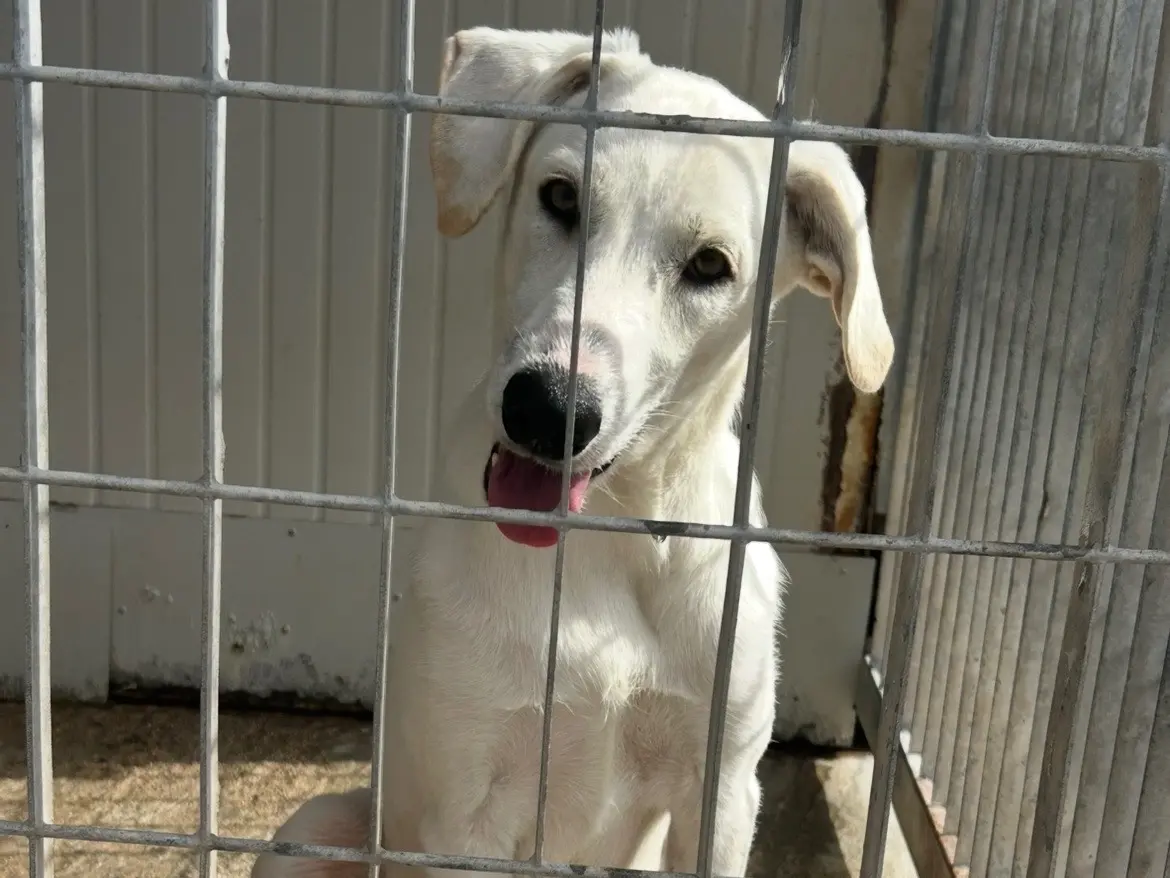 Adotta un cane, maschio, 8 mesi, Sud