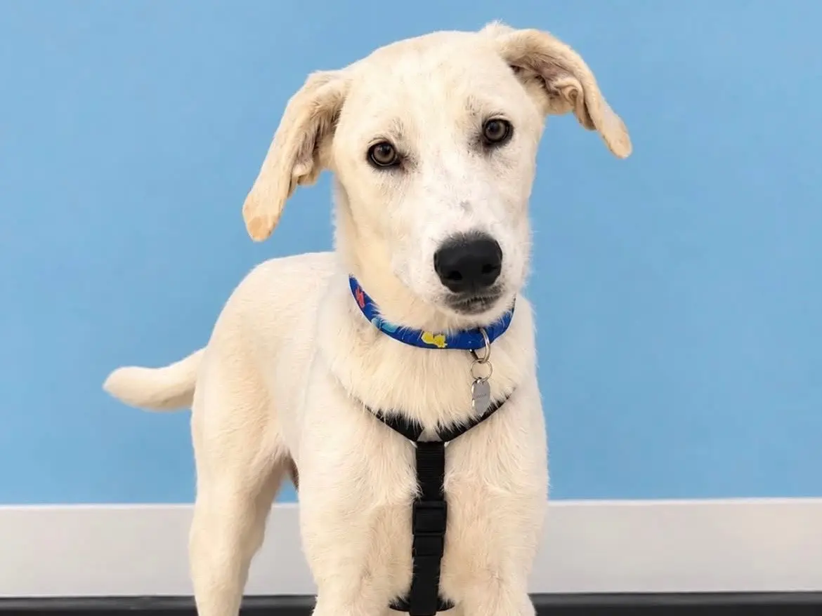 Adozione cane, maschio, Razza sconosciuta Razza sconosciuta, 8 mesi, taglia media, Sud
