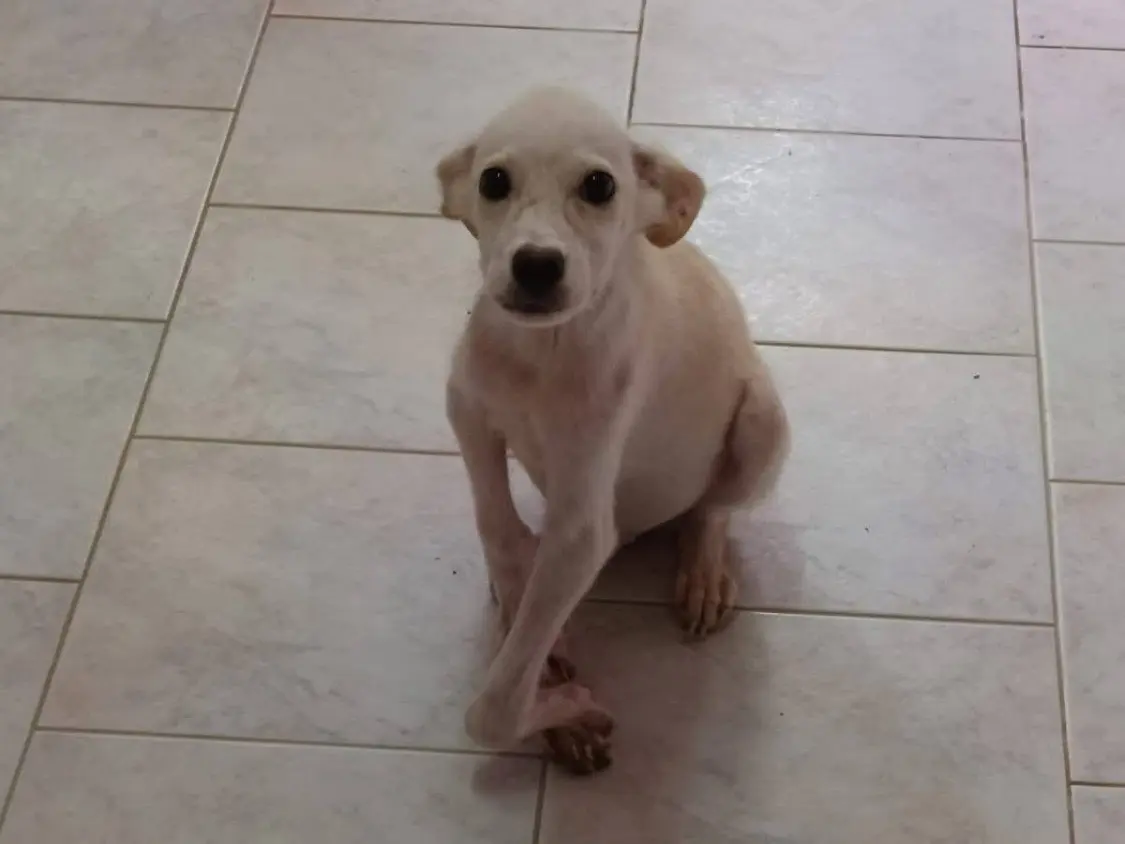 Adotta un cane, taglia media, maschio, Vibo