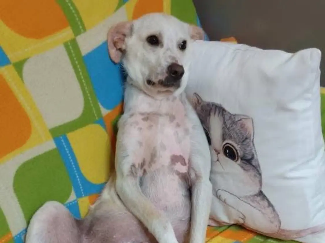 Adotta un cane, maschio, 2 anni e 8 mesi, Vibo