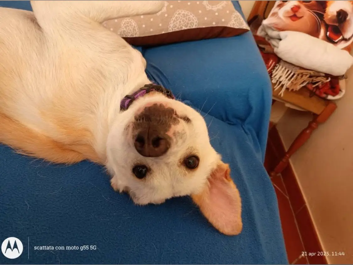 Adotta il cane Flyt a Vibo