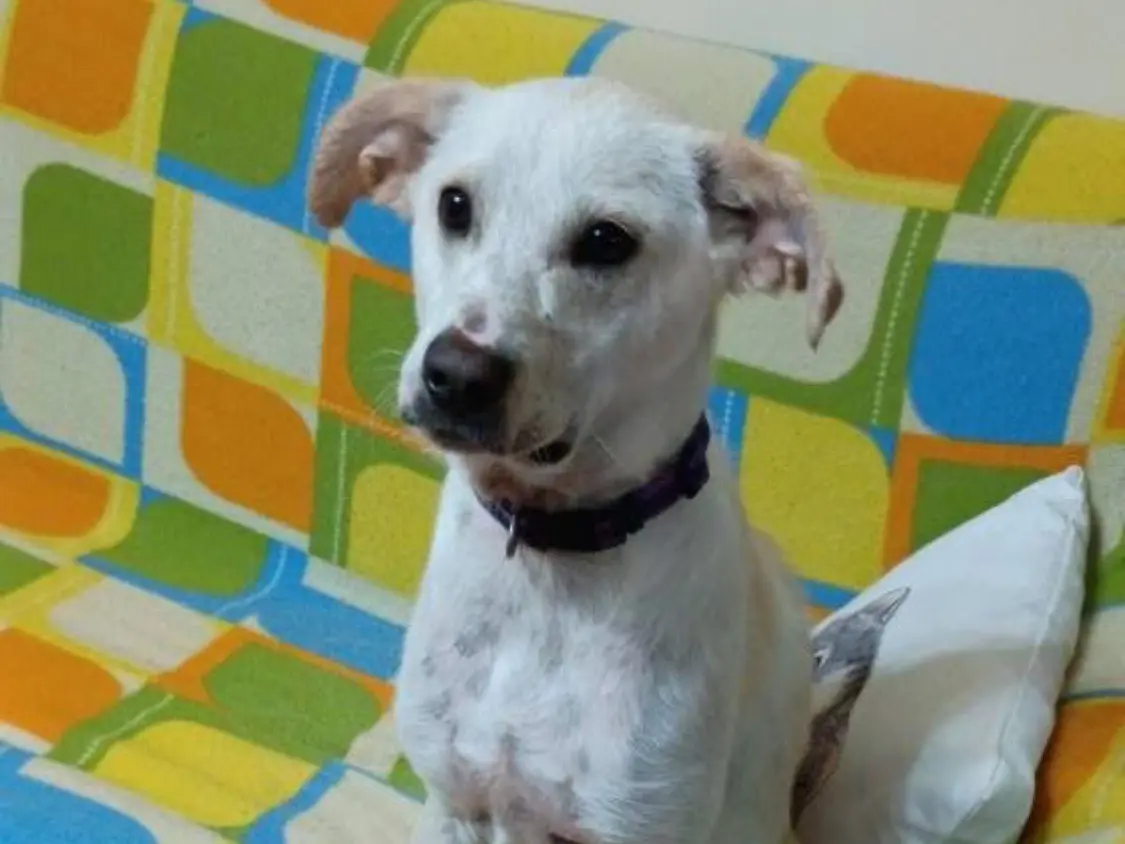 Adozione cane, maschio, Razza sconosciuta Razza sconosciuta, 2 anni e 8 mesi, taglia media, Vibo