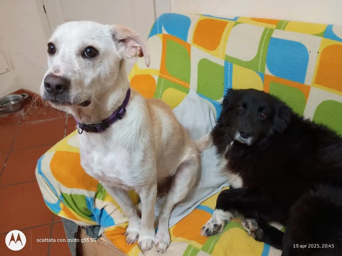 Vuoi adottare un cane a Vibo?