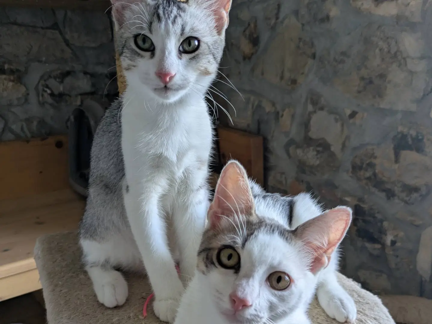 Adotta un gatto, maschio, 6 mesi, Bergamo