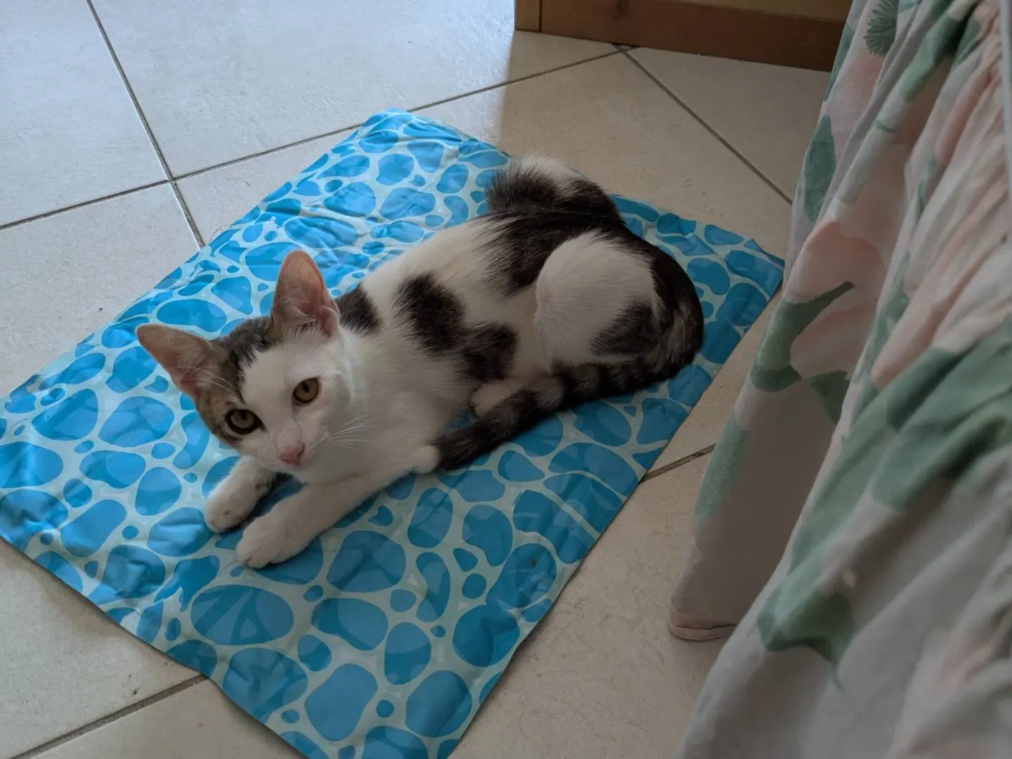 Vuoi adottare un gatto a Bergamo?
