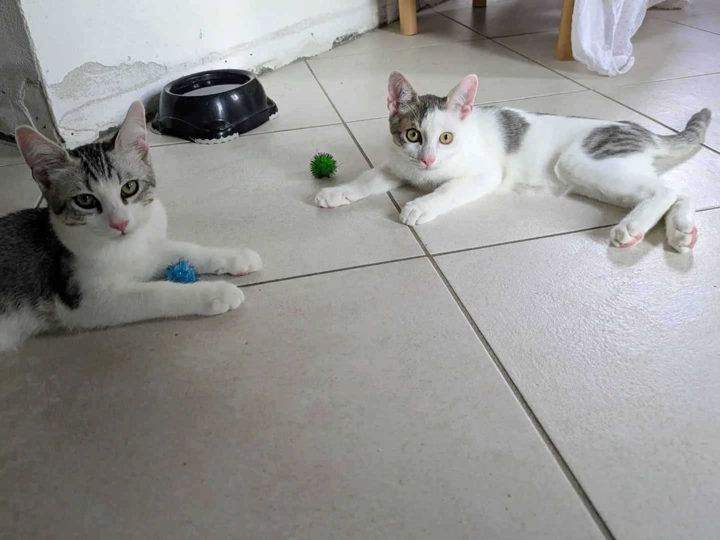 Adozione gatto, maschio, Razza sconosciuta Razza sconosciuta, 6 mesi, taglia non valida, Bergamo