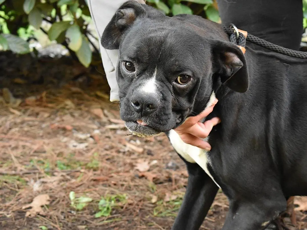 Adotta un cane, maschio, 2 anni, Roma