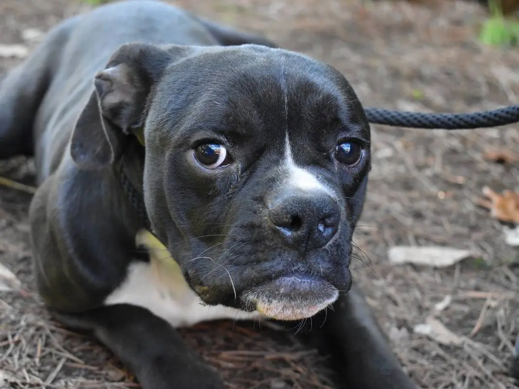 Adozione cane, maschio, Bulldog Inglese Razza sconosciuta, 2 anni, taglia media contenuta, Roma