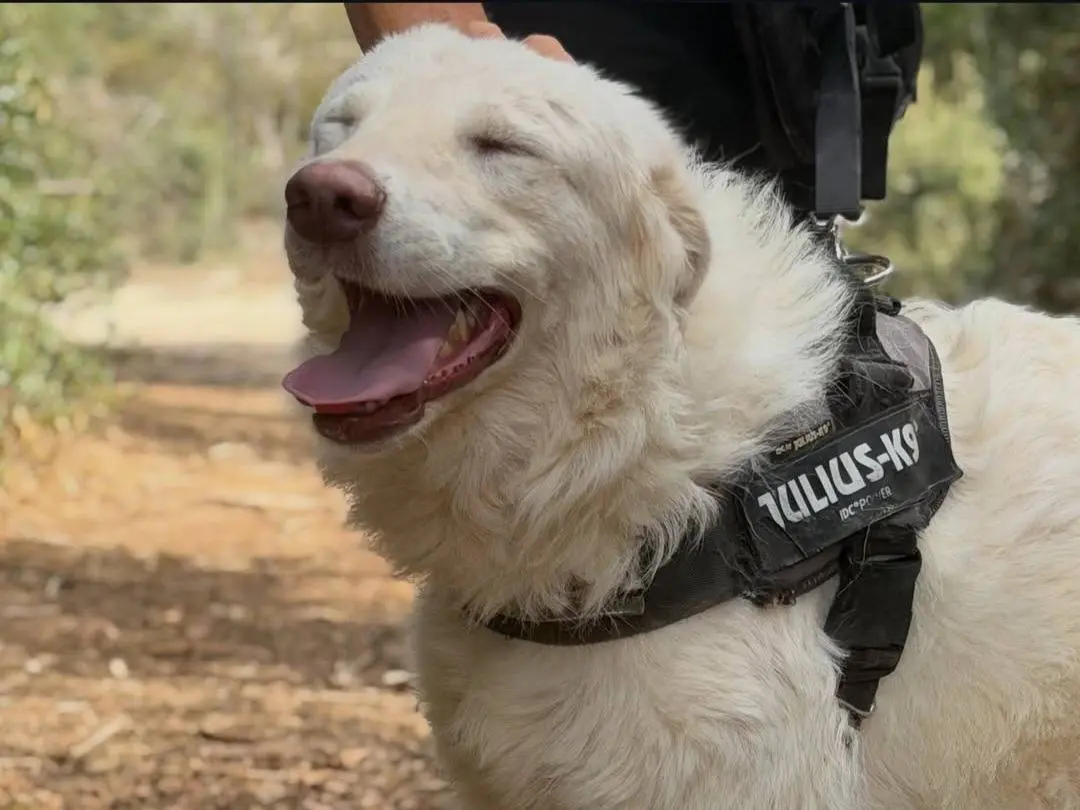 Adotta un cane, femmina, 1 anno e 2 mesi, Lecce