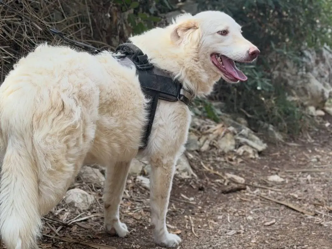 Vuoi adottare un cane a Lecce?
