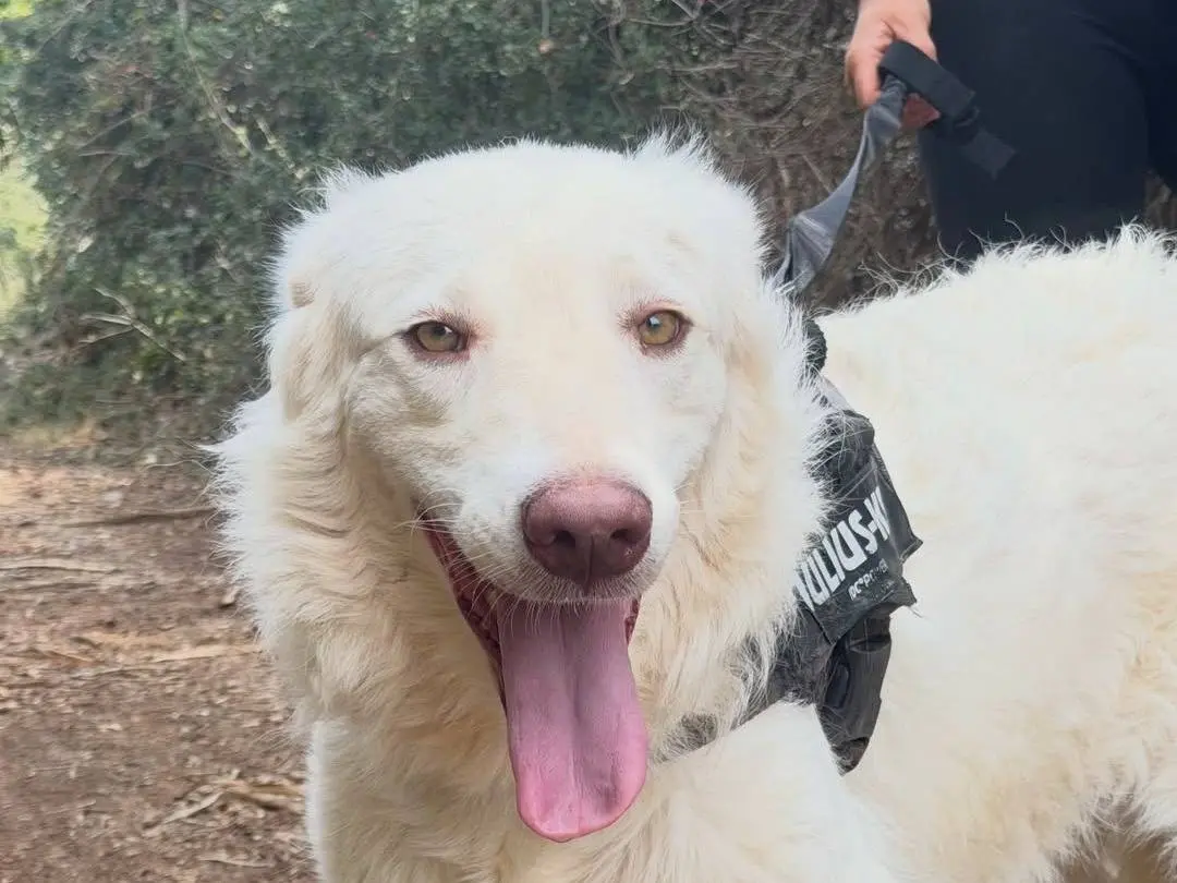 Adozione cane, femmina, Pastore maremmano Razza sconosciuta, 1 anno e 2 mesi, taglia media, Lecce