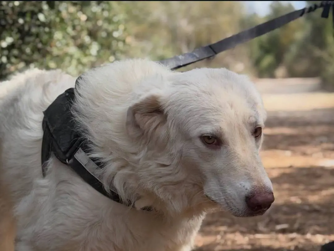 Adotta un cane, taglia media, femmina, Lecce