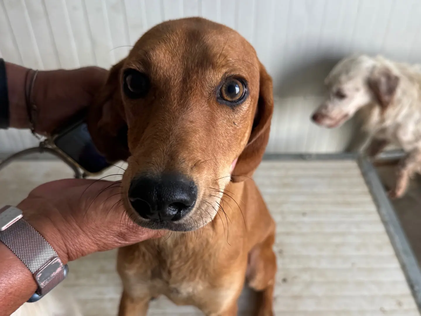 Adozione cane, maschio, Razza sconosciuta Razza sconosciuta, 1 anno e 5 mesi, taglia media contenuta, Latina