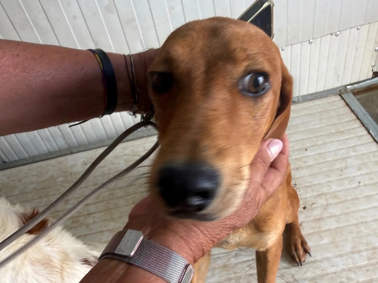 Adotta un cane, maschio, 1 anno e 5 mesi, Latina