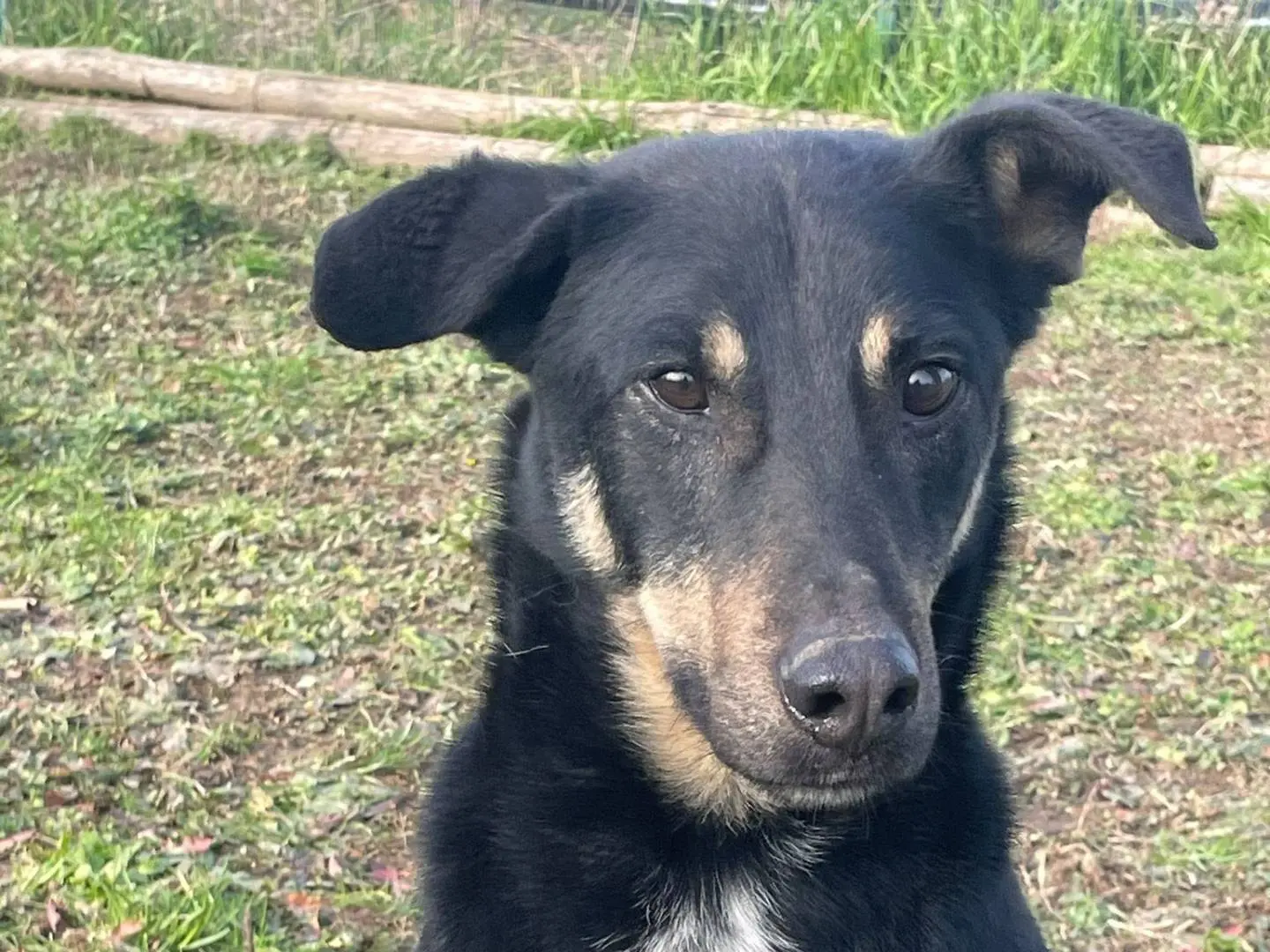 Adotta un cane, maschio, 9 anni e 7 mesi, Pavia