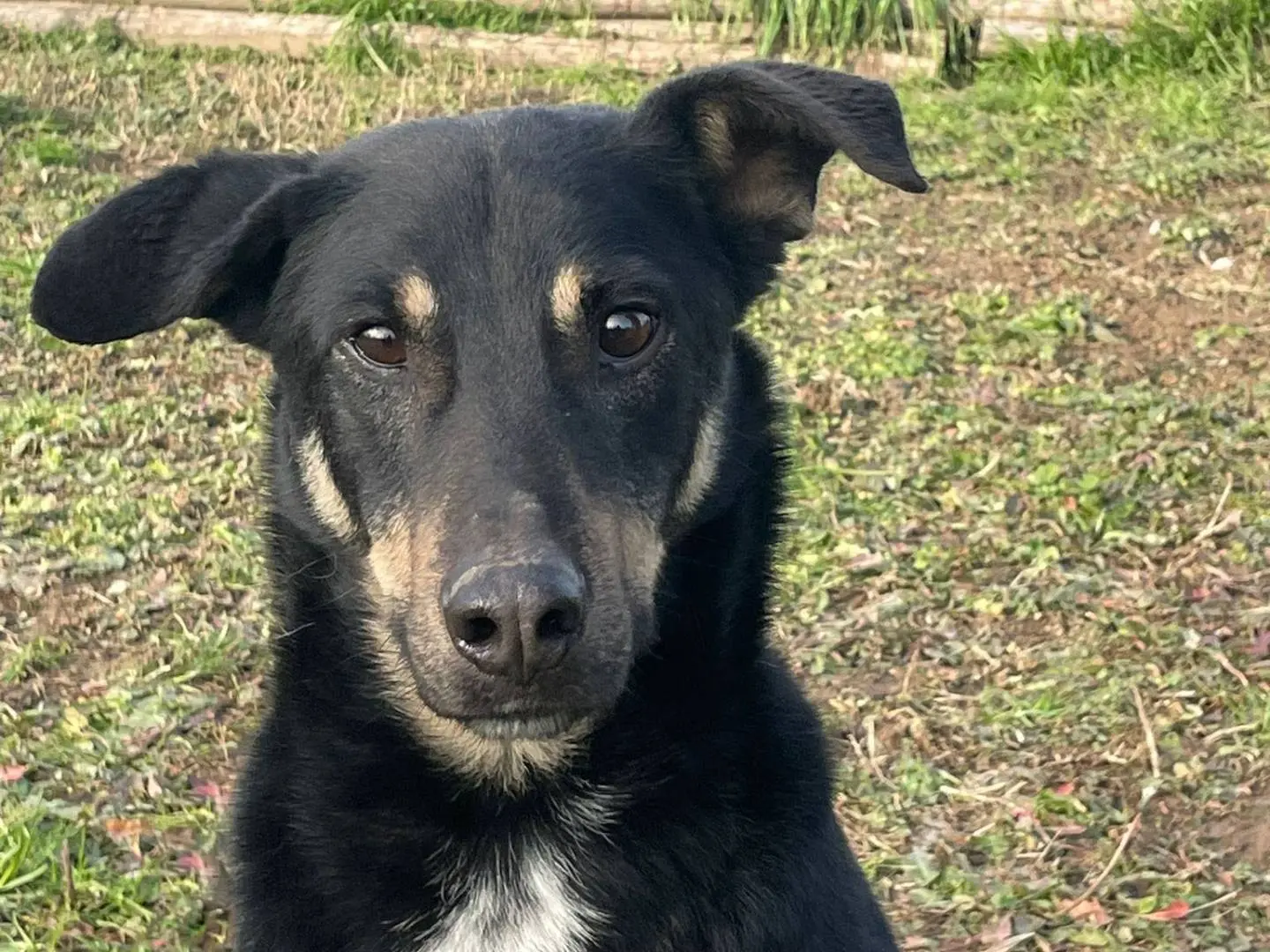 Adozione cane, maschio, Razza sconosciuta Razza sconosciuta, 9 anni e 7 mesi, taglia media, Pavia