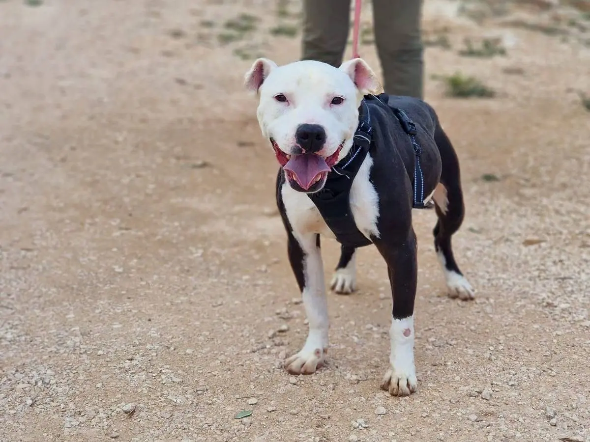 Adotta un cane, maschio, 3 anni e 7 mesi, Taranto