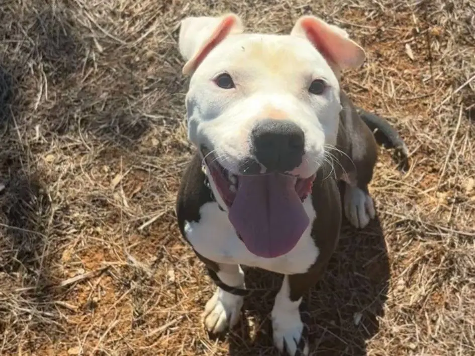 Adozione cane, maschio, Pitbull American Staffordshire Terrier, 3 anni e 7 mesi, taglia media, Taranto