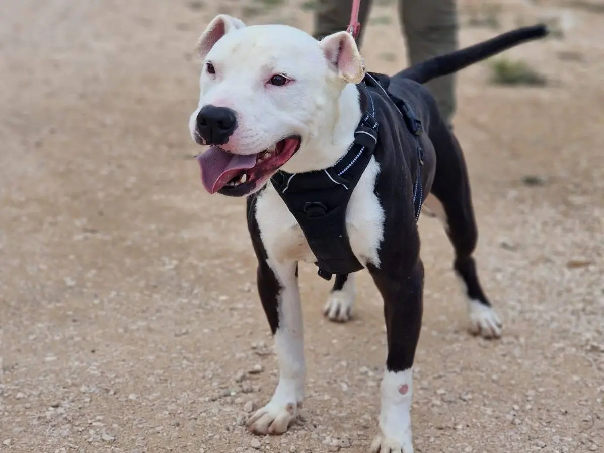 Adotta un cane, taglia media, maschio, Taranto