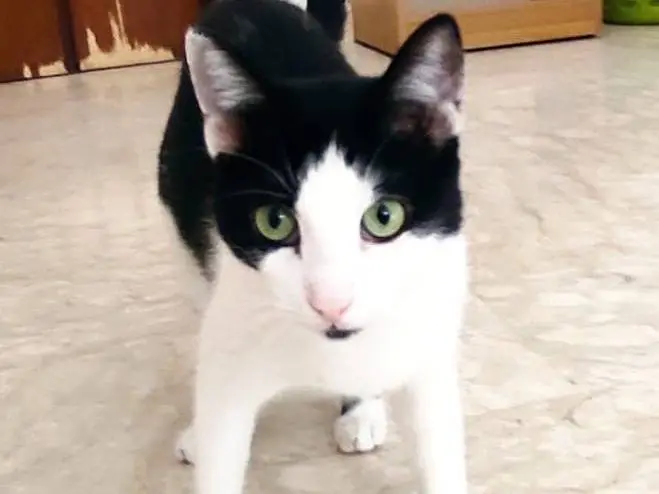 Adotta un gatto, maschio, 2 anni e 9 mesi, Brescia