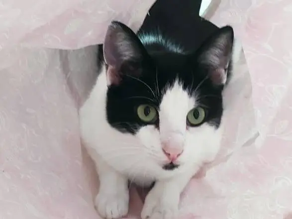 Adozione gatto, maschio, Razza sconosciuta Razza sconosciuta, 2 anni e 9 mesi, taglia non valida, Brescia