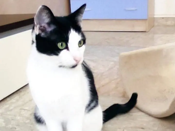 Adotta un gatto, taglia non valida, maschio, Brescia