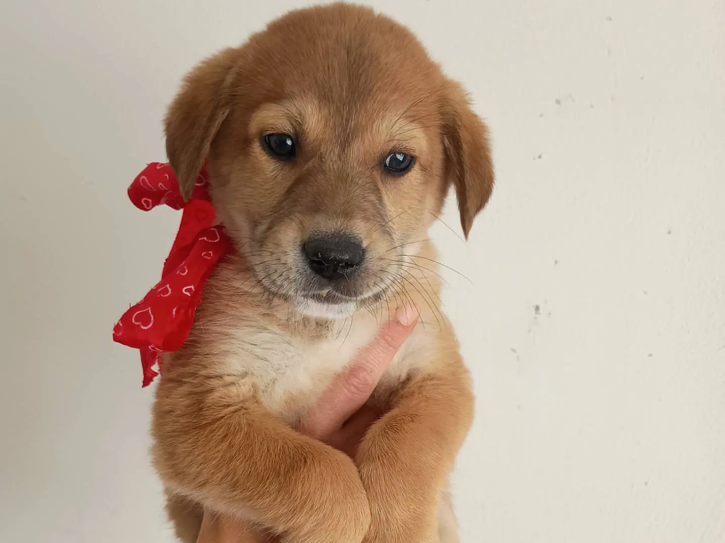 Adotta un cane, maschio, 7 mesi, Palermo