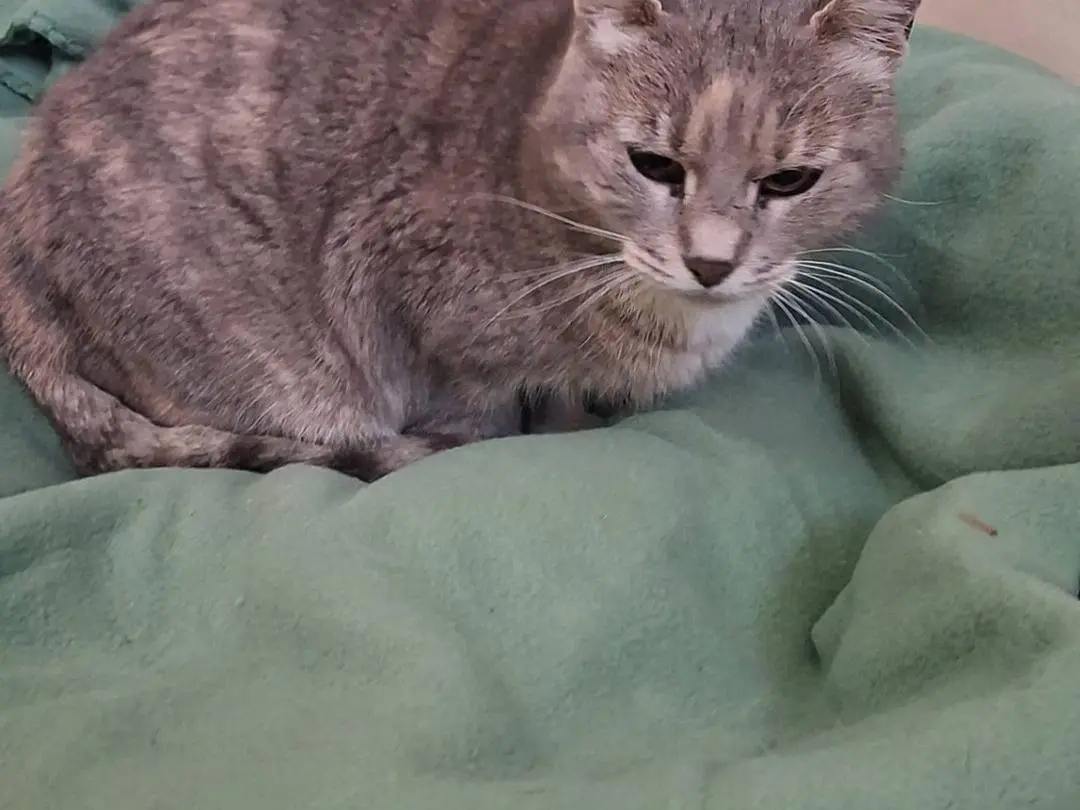 Adotta un gatto, taglia non valida, femmina, Crotone