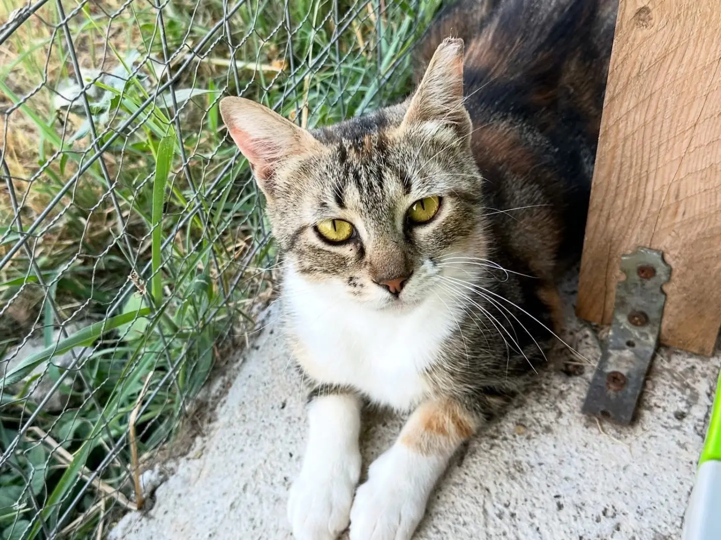 Adozione gatto, femmina, Razza sconosciuta Razza sconosciuta, 2 anni, taglia non valida, Roma