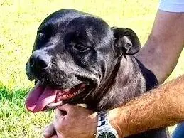 Adotta un cane, taglia media, femmina, Latina